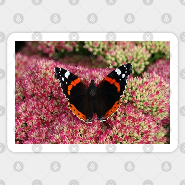 Red Admiral Sticker by AH64D